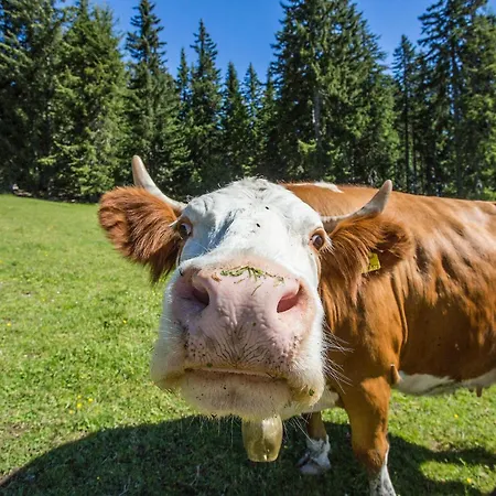 Alpenzeit *